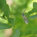 Wespe (Vespoidea sp.)